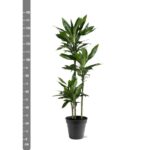 Tall leafy houseplant in a black pot beside a vertical centimeter ruler, about 150 cm tall .
