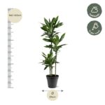 Tall potted plant beside a height scale (140–160 cm) with a 24 cm diameter pot; care: half shade and weekly watering.