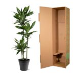 Tall leafy houseplant in a black pot beside an open brown cardboard box with flaps open outward