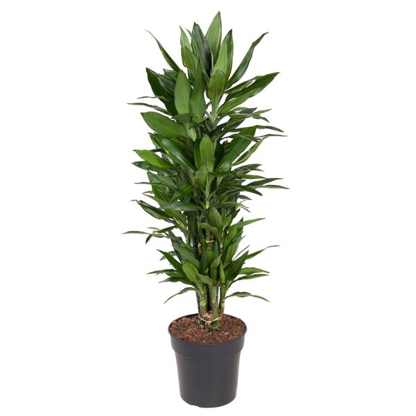 Tall potted green dracaena plant with multiple cane-like stems and glossy leaves in a dark plastic pot.