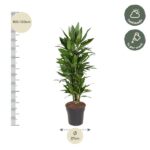 Tall potted plant with height scale (about 100–120 cm) and a 27 cm pot diameter; care icons show half shade and weekly watering.