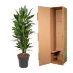 Tall green houseplant in a black pot beside an open brown shipping/packaging box with green accents on the side.