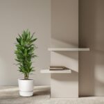 Tall green potted plant beside a beige wall with two white floating shelves, one holding a small stack of books.