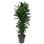 Tall potted houseplant with multiple dark green leaves in a gray pot.