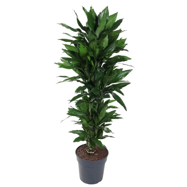 Tall potted houseplant with multiple dark green leaves in a gray pot.