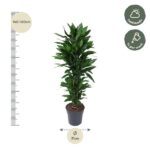 Tall leafy houseplant in a gray pot, 140–160 cm tall with a 31 cm pot diameter; care: half shade, water weekly.