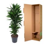Tall green leafy potted plant next to an open brown cardboard shipping box with its interior visible.