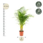 Tall potted palm plant (120–140 cm) with a 24 cm pot; suitable for half shade and watered weekly.
