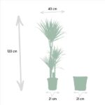 Scale diagram: tall potted plant 120 cm high with 21 cm pot width and 40 cm gap to a second 21 cm pot.