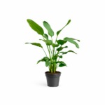 Green leafy houseplant in a gray pot on a white background, with wide glossy leaves and multiple stems.