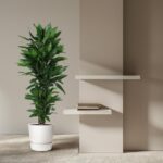 Tall green potted plant beside a beige wall with two floating white shelves and a few books on them.