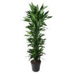 Tall potted indoor plant with dense, green, lance-shaped leaves in a black plastic pot.