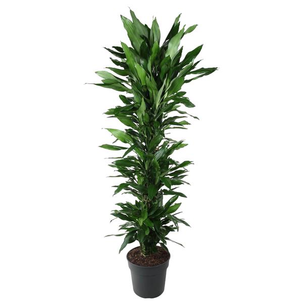Tall potted indoor plant with dense, green, lance-shaped leaves in a black plastic pot.