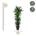 Tall potted plant about 160–180 cm tall with a ~34 cm pot diameter; shown with care tips: suitable for half shade and watering once per week.