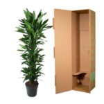 Tall leafy green houseplant in a black pot placed beside an open brown shipping box with green patterns on the side.