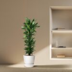 Tall green plant in a white pot sits on a beige carpeted floor next to a built-in wall shelf, which holds a laptop open on the middle shelf and a few books.