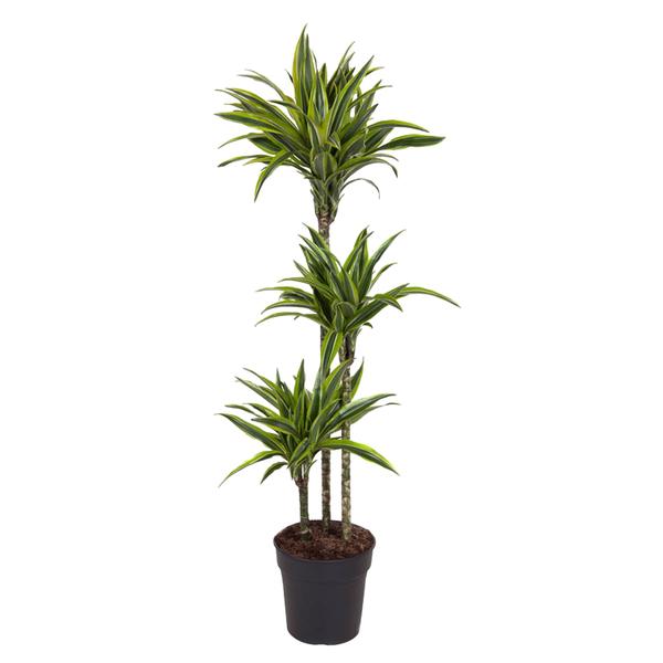 Tall potted dracaena plant with multiple upright stems and clusters of long, pointed green leaves in a black pot.