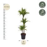 Tall potted plant with multiple stalks and green leaves; height 130–150 cm, 24 cm pot; care cues show half shade and water weekly.