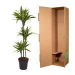 Tall potted dracaena plant next to an open brown cardboard shipping box on a white background.
