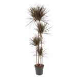 Dracaena marginata (Madagascar dragon tree) in a dark pot with tall, spiky leaves growing from slim trunks, isolated on white background.