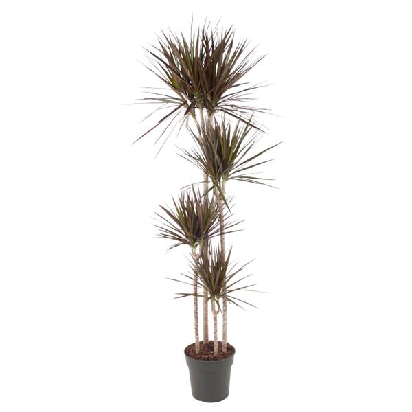 Dracaena marginata (Madagascar dragon tree) in a dark pot with tall, spiky leaves growing from slim trunks, isolated on white background.