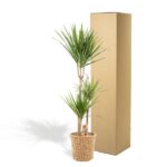 Potted shrub with tall green dracaena-like plant in a woven basket beside a tall cardboard box