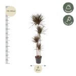 Tall potted plant with several slender trunks and spiky green leaves, gray pot; height 170–190 cm, pot diameter 27 cm.