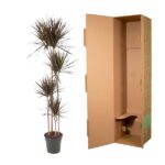Tall Dracaena marginata plant in a gray pot beside an open brown shipping box.
