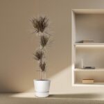 Tall spiky-leaved plant in a white pot beside a lit recessed shelf with a laptop and books.