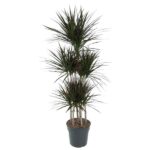 Tall potted plant with multiple slender trunks and spiky green leaves in a dark pot