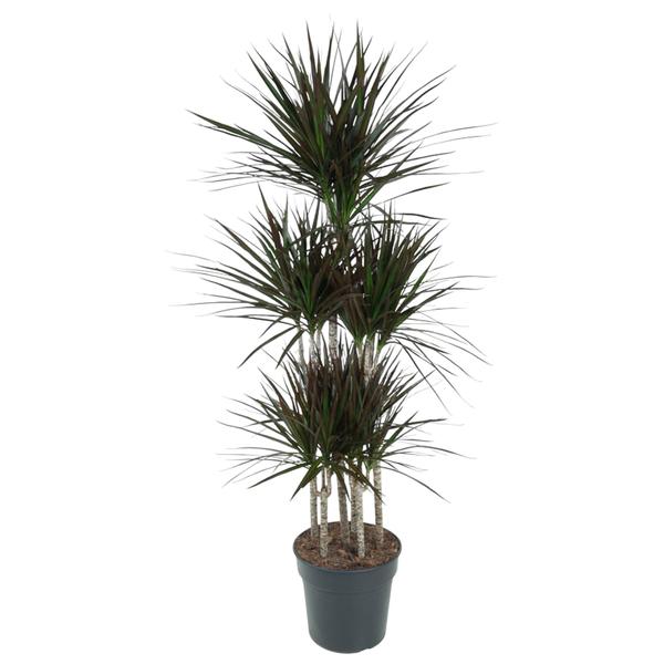 Tall potted plant with multiple slender trunks and spiky green leaves in a dark pot
