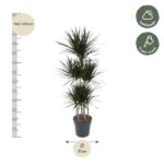 Tall potted plant with three trunks and spiky green leaves, shown with a height ruler and care icons (half shade, weekly watering); 31 cm pot.