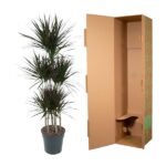 Potted plant with tall green leaves beside an open brown shipping box for delivery or setup.