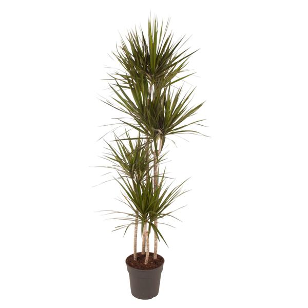 Dragon tree (Dracaena marginata) in a brown pot with tall, slender trunks and tufts of spiky green leaves