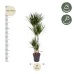 Tall dracaena in a pot, ~150–170 cm tall with a 27 cm pot; left ruler and care icons (half shade, weekly watering).