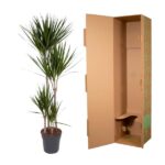 Tall potted yucca plant beside an open brown shipping box, as if being boxed for shipping or delivery.
