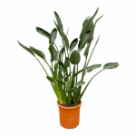 Tall ZZ plant with glossy green leaves in a terracotta pot on a white background