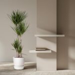 Tall potted plant with multiple slender trunks beside two white floating shelves in a neutral-toned room with a stack of books on the lower shelf.