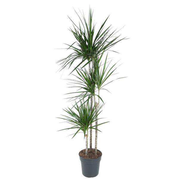 Tall dracaena plant with three slender trunks and tufted, spiky green leaves in a dark pot.