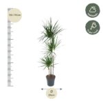 Tall potted Yucca plant with several slender trunks and spiky green leaves, about 150–170 cm tall (pot diameter 24 cm).