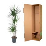 Tall dracaena plant in a pot beside an open cardboard shipping box, ready for packing/shipping.