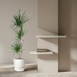 Tall potted yucca plant beside a beige wall with two floating white shelves, books stacked on the lower shelf.