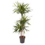Tall indoor yucca plant with multiple trunks in a black pot and spiky green leaves.