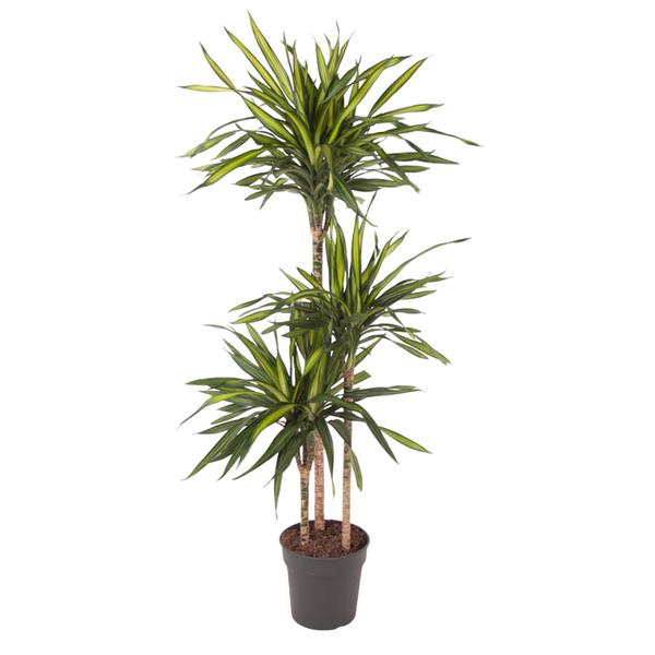 Tall indoor yucca plant with multiple trunks in a black pot and spiky green leaves.