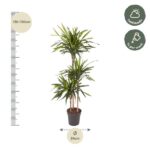 Tall potted plant with multiple slender trunks; height 130–150 cm and pot diameter 24 cm (Ø24 cm).