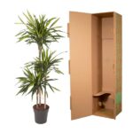 Tall potted dracaena plant with lush green leaves beside an open cardboard shipping box.