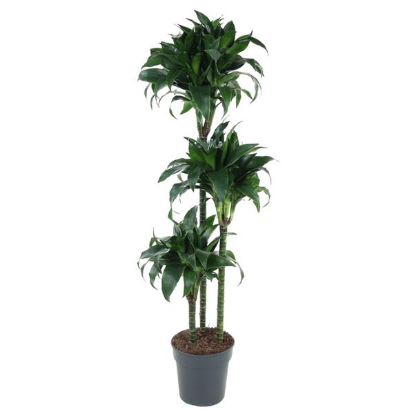 Tall potted plant with three slender trunks and lush green leaves in a gray pot, suitable for indoor decor.