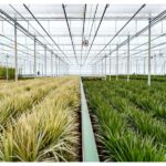 Inside a bright greenhouse with long rows of grasses divided by a central aisle; pale yellowish plants on the left and lush green plants on the right, with a glass ceiling and supporting framework overhead.