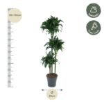 Tall indoor plant in a grey pot, 130–150 cm tall with a 24 cm pot diameter; care cues show half shade and watering weekly.