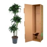 Tall potted plant next to an open cardboard shipping box.